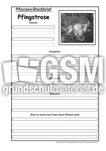 Pflanzensteckbrief-Pfingstrose-SW.pdf